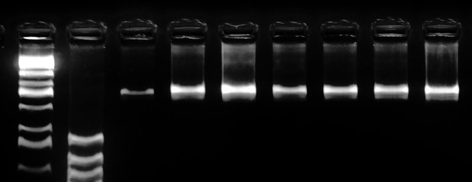 Home 5 Molekulare Diagnostik Startseite